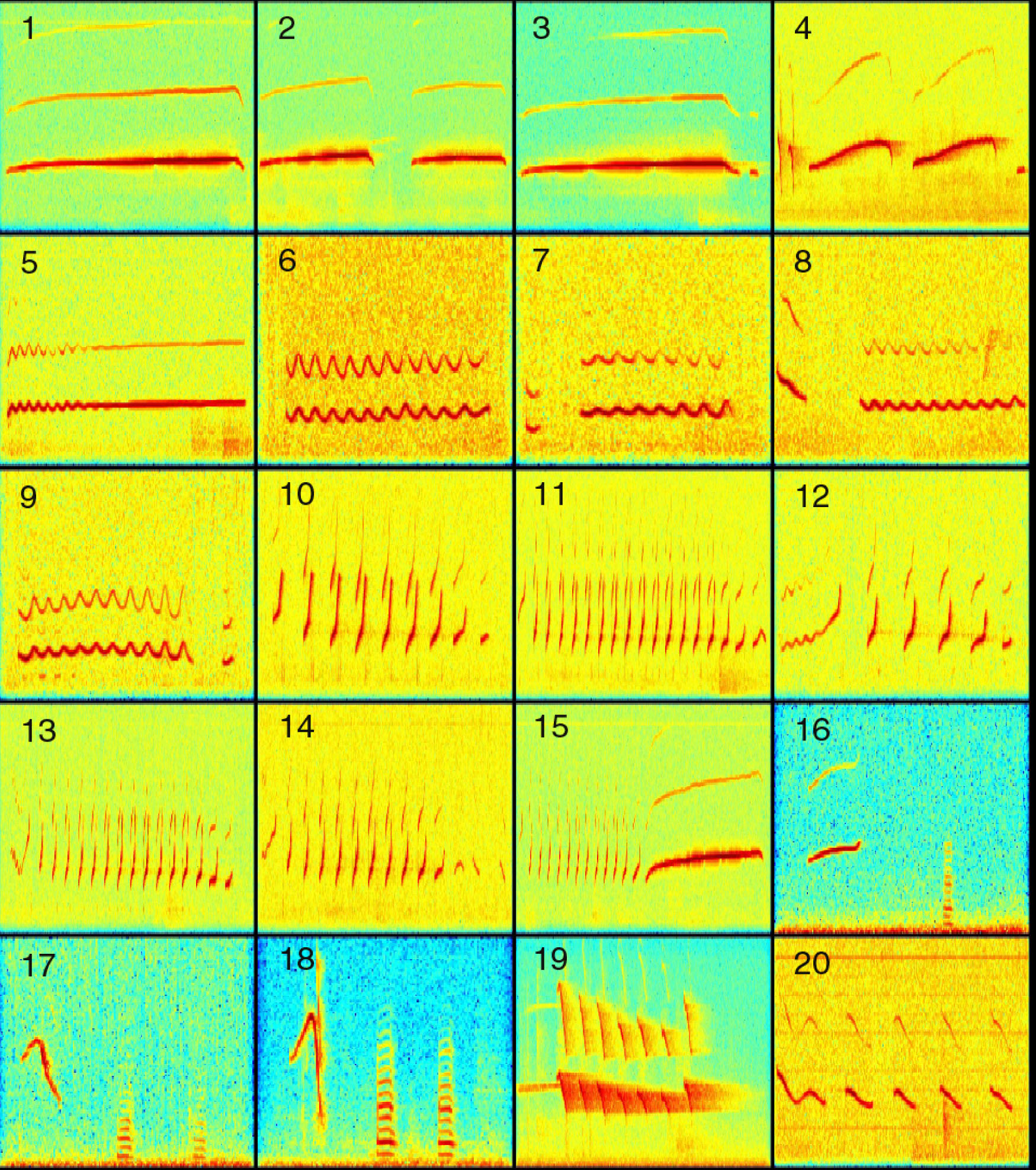 Vocalization Spectrograms